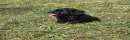 Shihpoo dogs for sale: Roxy - Ad 8