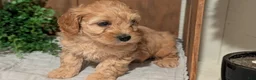 Cockapoo dogs for sale: Echo - Ad 7