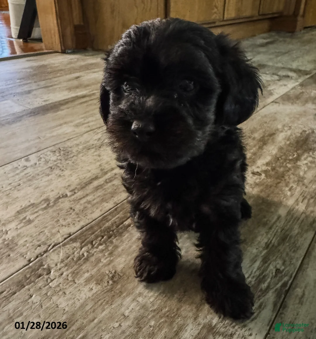 Yorkiepoo dogs for sale: Snoopy - Ad 2