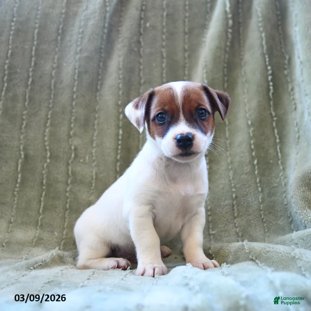 Jack Russell Terrier dogs for sale: Wiggles - Ad 3
