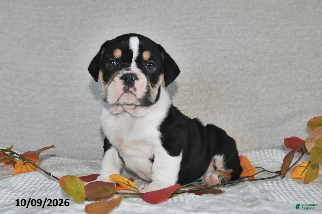 Beabull dogs for sale: Ryan - Ad 2