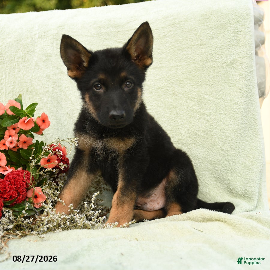 German Shepherd dogs for sale: Wilhelm  - Ad 2