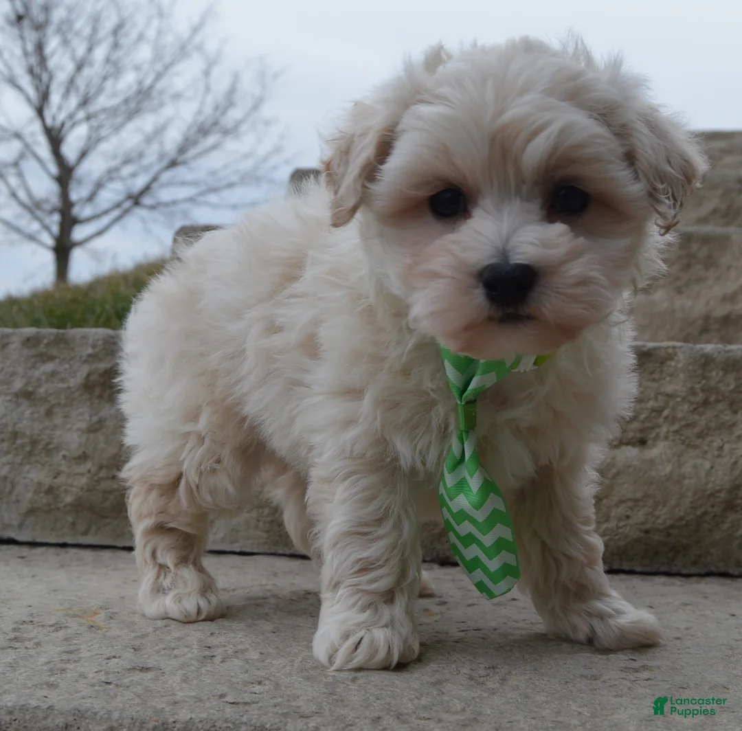 Maltipoo dogs for sale: Milo - Ad 3
