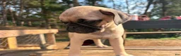 Pug dogs for sale: Mimosa - Ad 7