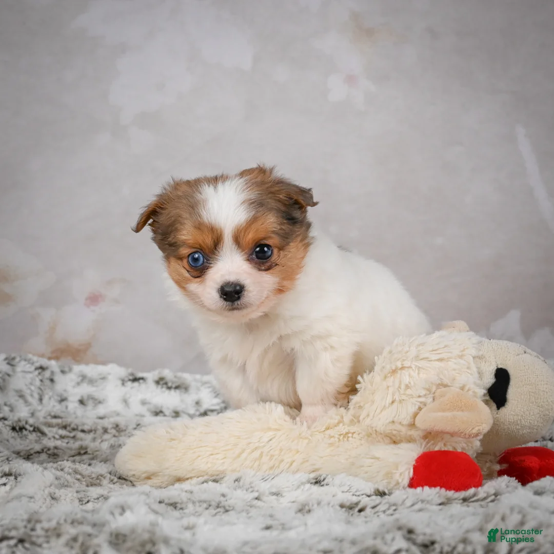 Chihuahua dogs for sale: Hunter - Ad 11