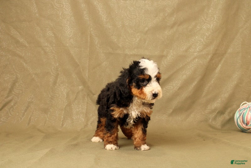 Mini Bernedoodle dogs for sale: Billy - Ad 2