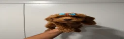 Miniature Poodle dogs for sale: Tyla - Ad 3