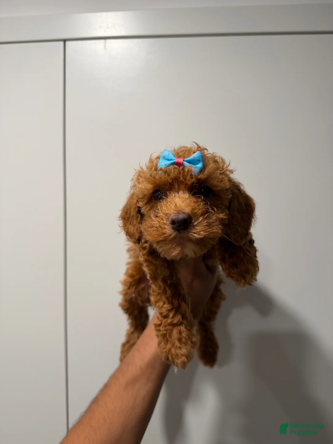 Miniature Poodle dogs for sale: Tyla - Ad 3