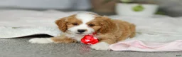 Cavapoo dogs for sale: Maverick - Ad 6