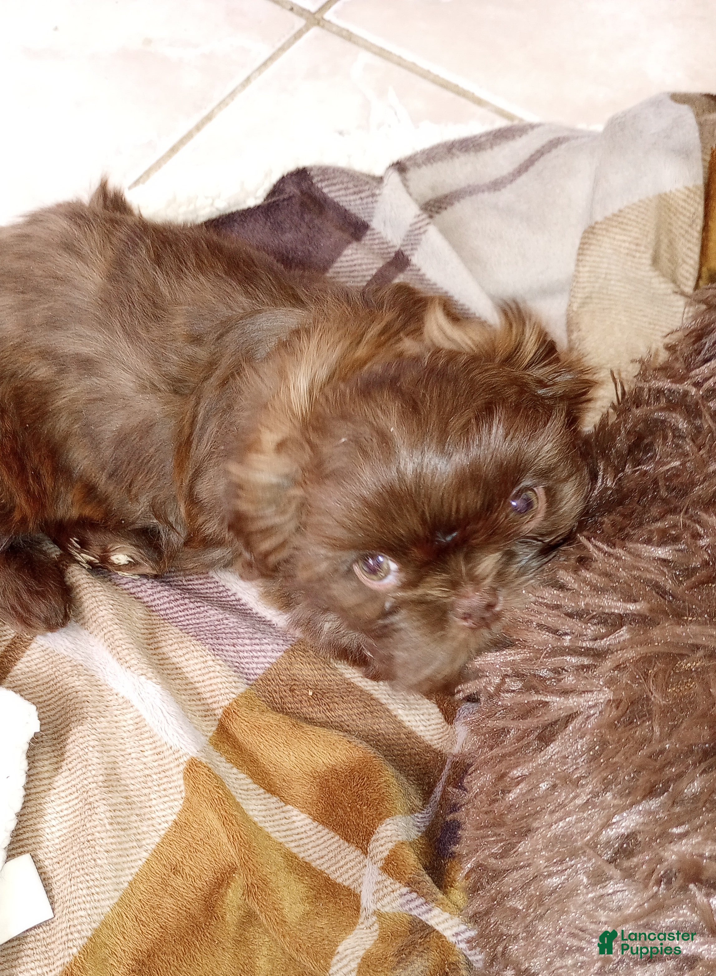 Shih Tzu dogs Shih Tzu Puppy 2 - Ad 2