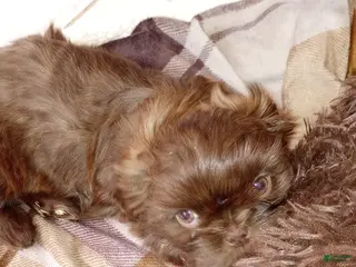 Shih Tzu dogs Shih Tzu Puppy 2 - Ad 2