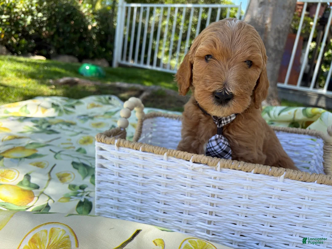 Goldendoodle dogs for sale: Potato - Ad 2