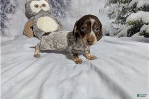 Miniature Dachshund dogs Jeff - Ad 2