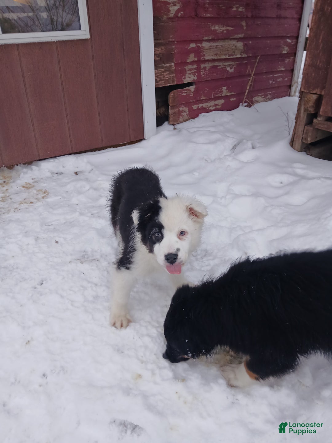 Australian Shepherd dogs for sale: Cinne - Ad 9