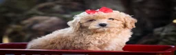 Bichpoo dogs for sale: Nixie🩷  - Ad 17