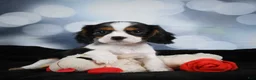Cavalier King Charles Spaniel dogs for sale: Cane - Ad 3