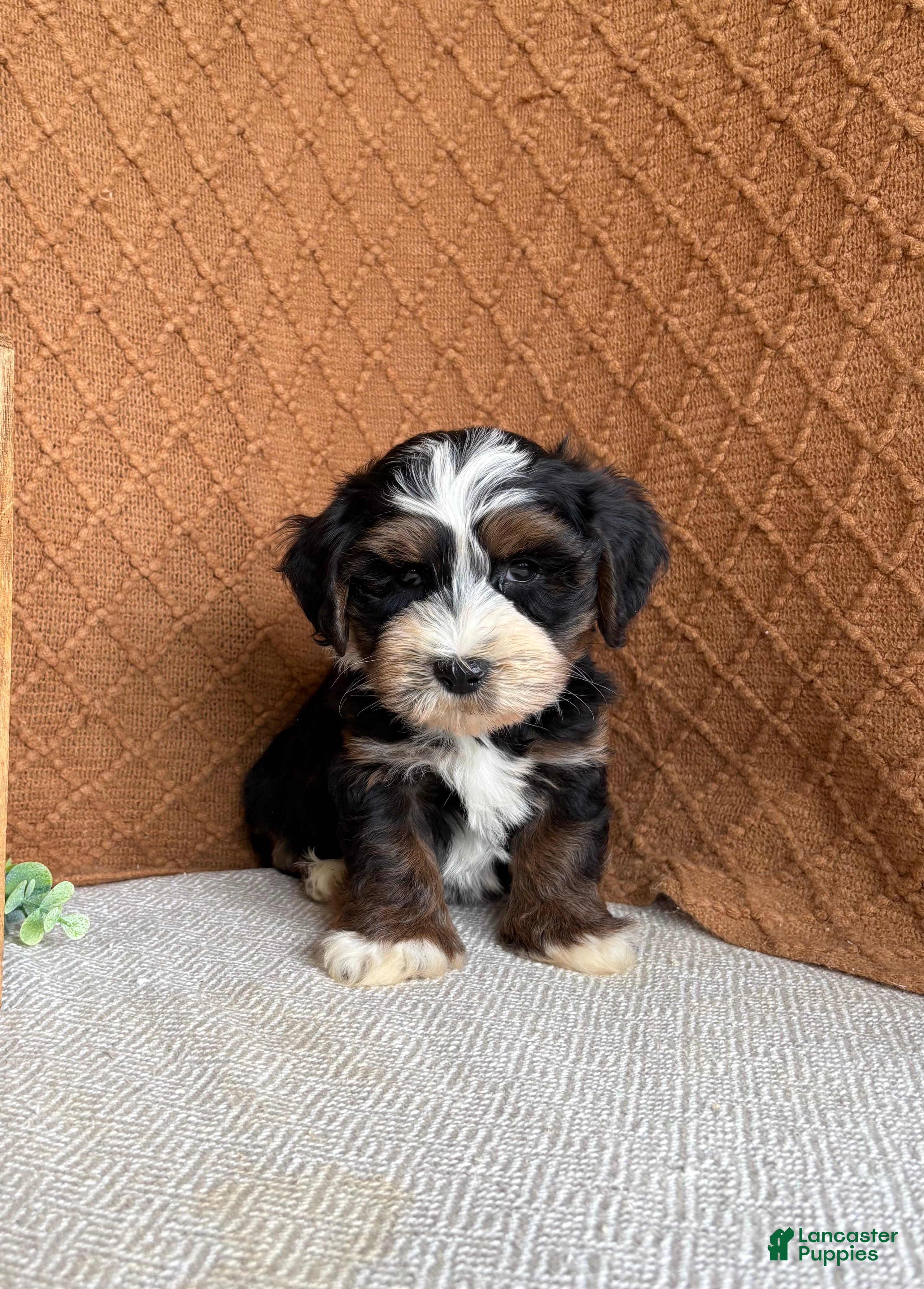 Havanese dogs Jordan  - Ad 2