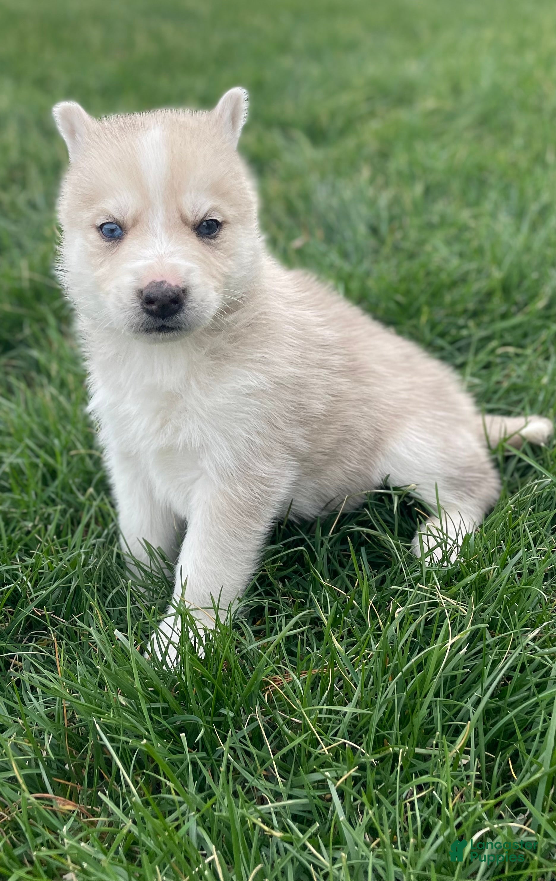 Gerberian Shepsky dogs Oliver  - Ad 2