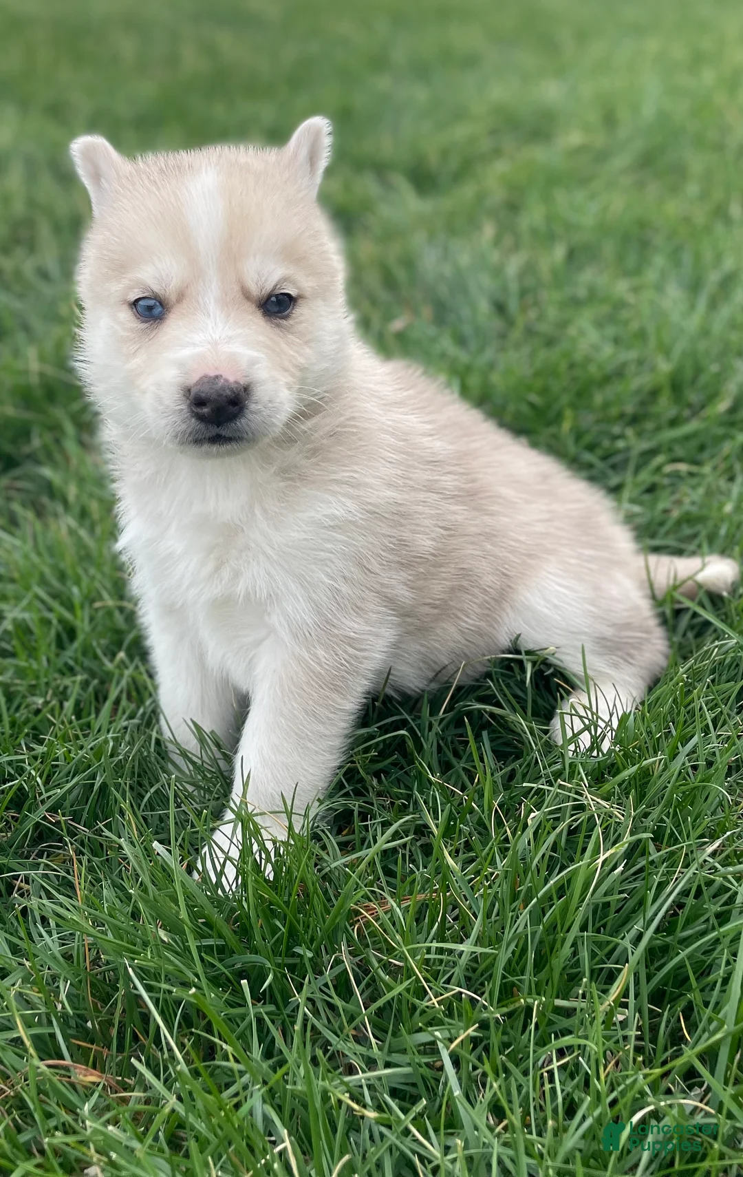 Gerberian Shepsky dogs for sale: Oliver  - Ad 2