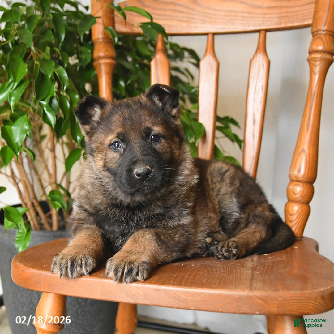 German Shepherd dogs for sale: Misty - Ad 2