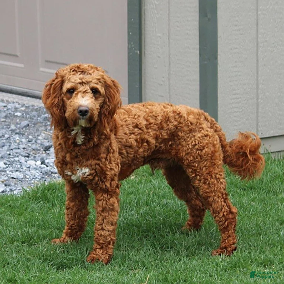 Mini Goldendoodle dogs for sale: Kolton - Ad 4