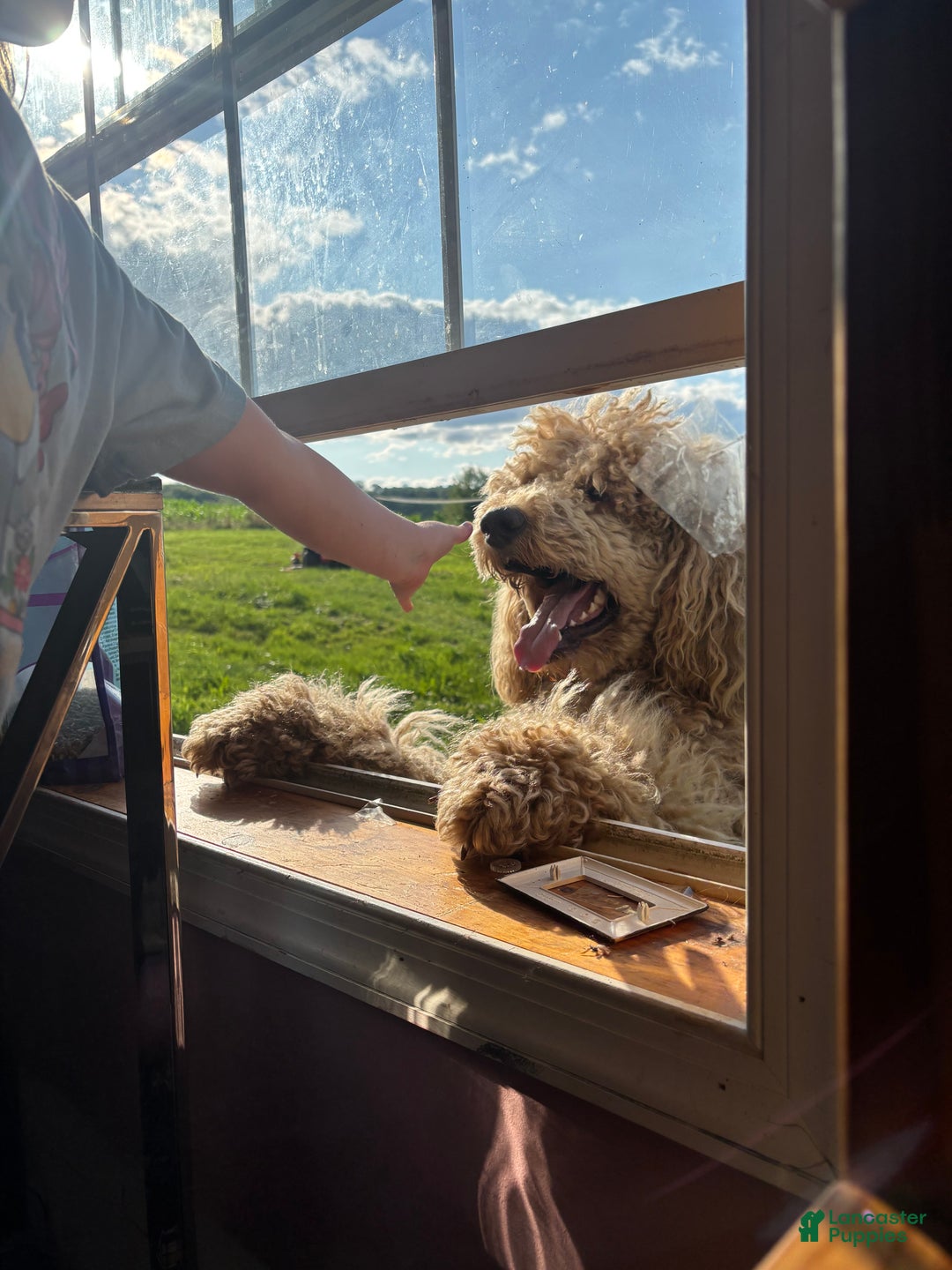Goldendoodle dogs for sale: Hazel - Ad 13