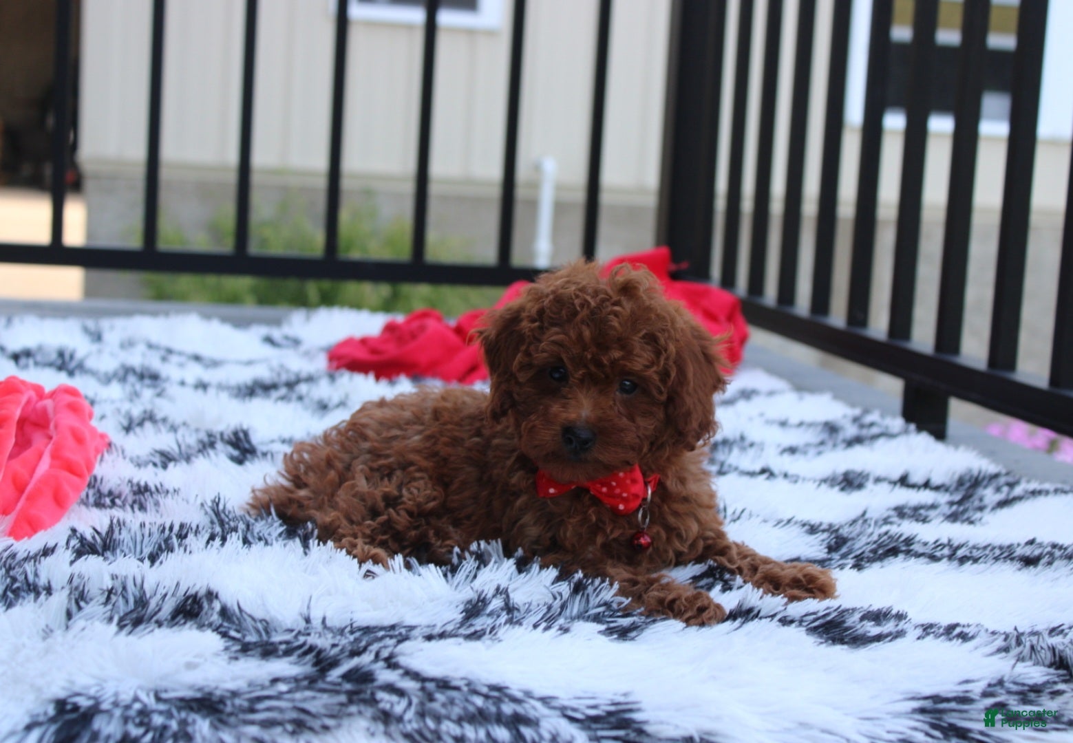 Toy Poodle dogs Toy PoodleKoda 1 - Ad 2