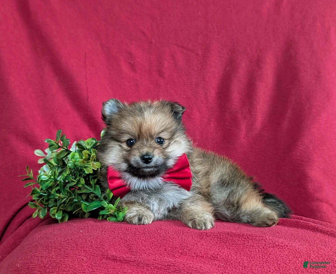 Pomeranian dogs for sale: Maloney - Ad 5