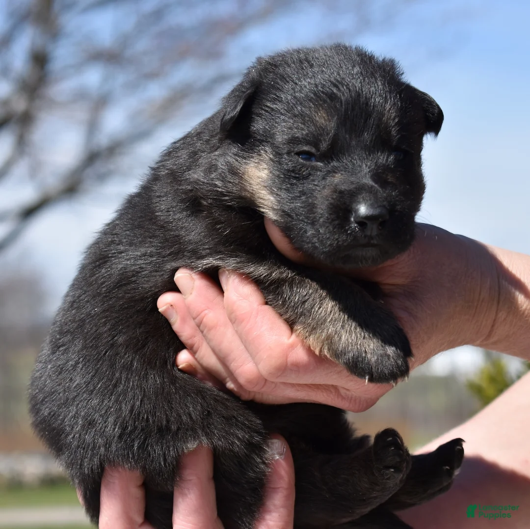 German Shepherd dogs for sale: Diamond - Ad 2