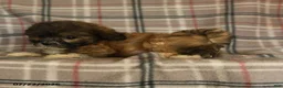 Mixed Breed dogs for sale: Uriel - Ad 4