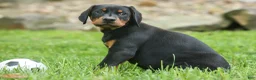Doberman Pinscher dogs for sale:  Dax (Black Rust)🐶 - Ad 5