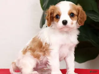 Cavalier King Charles Spaniel dogs for sale: Vince - Ad 2