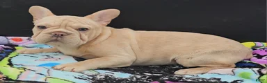French Bulldog Puppy 2