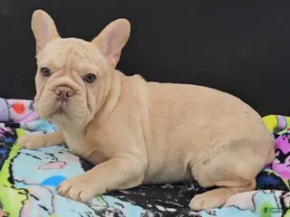 French Bulldog dogs French Bulldog Puppy 2 - Ad 15