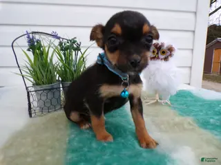 Mixed Breed dogs Mixed Breed Puppy 2 Telina - Ad 30