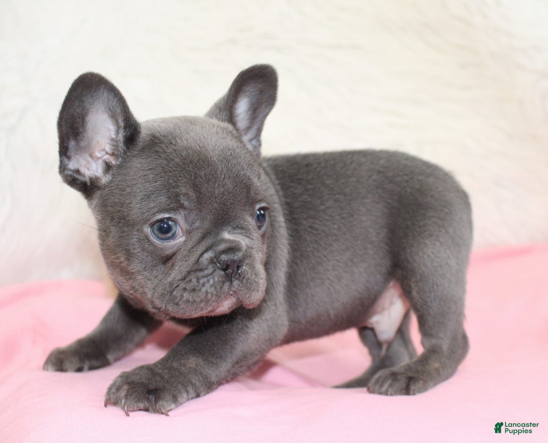 Mixed Breed dogs for sale: Teddy - Ad 3