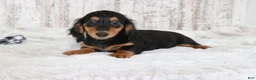 Dachshund dogs for sale: Richie  - Ad 3
