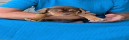 Beabull dogs for sale: Gus - Ad 11