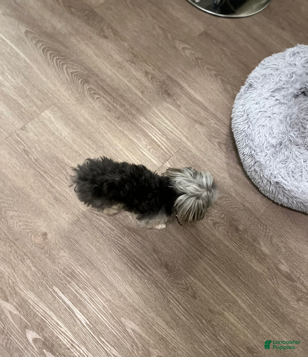 Yorkiepoo dogs for sale: Chipotle  - Ad 3