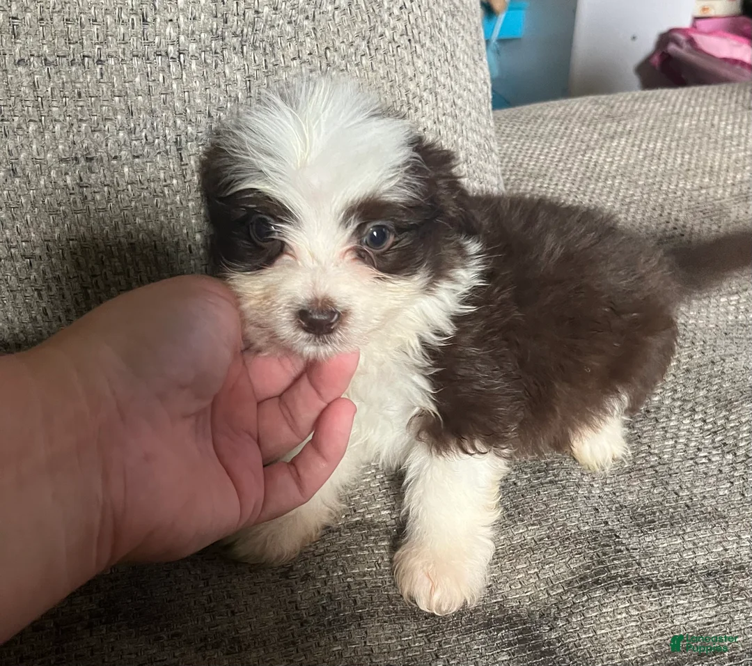 Mixed Breed dogs for sale: Ollie - Ad 1