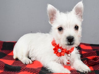West Highland Terrier dogs - Ad 9