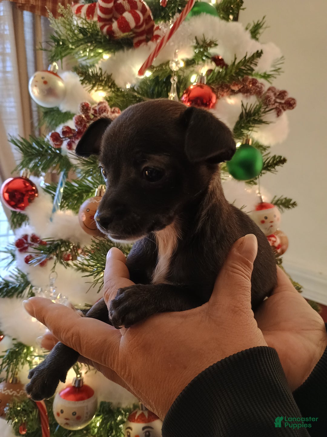 Chihuahua dogs for sale: Eve t-cup  - Ad 4