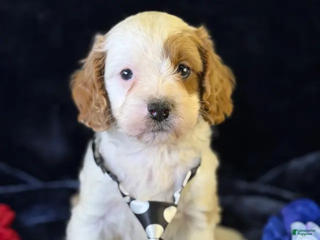 Cavapoo dogs for sale: Barley - Ad 1