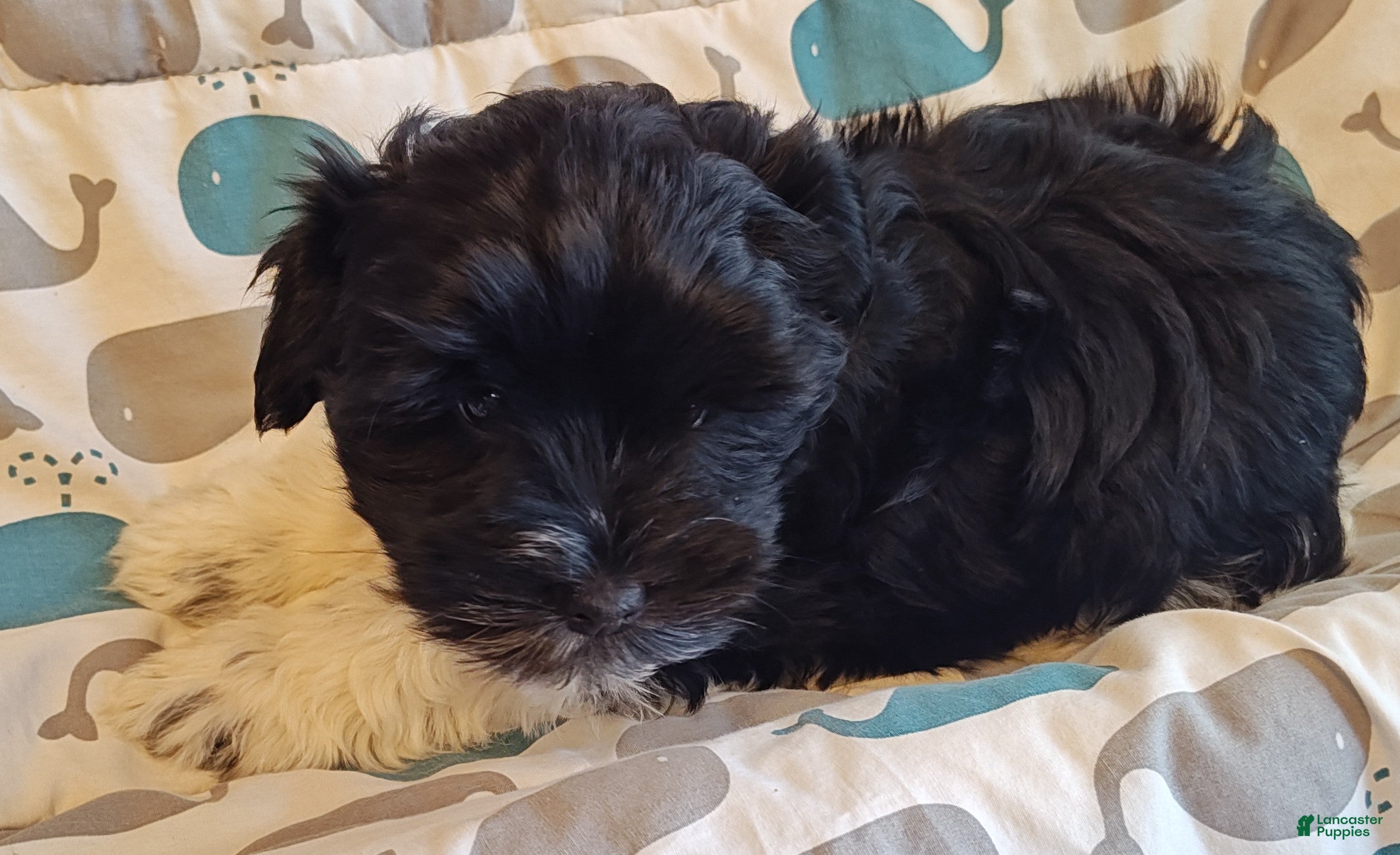 Miniature Schnauzer dogs Miniature Schnauzer Boy 1 - Ad 5