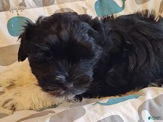 Miniature Schnauzer dogs Miniature Schnauzer Boy 1 - Ad 5