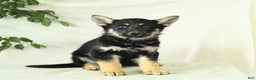 Gerberian Shepsky dogs for sale: Moonlight - Ad 4