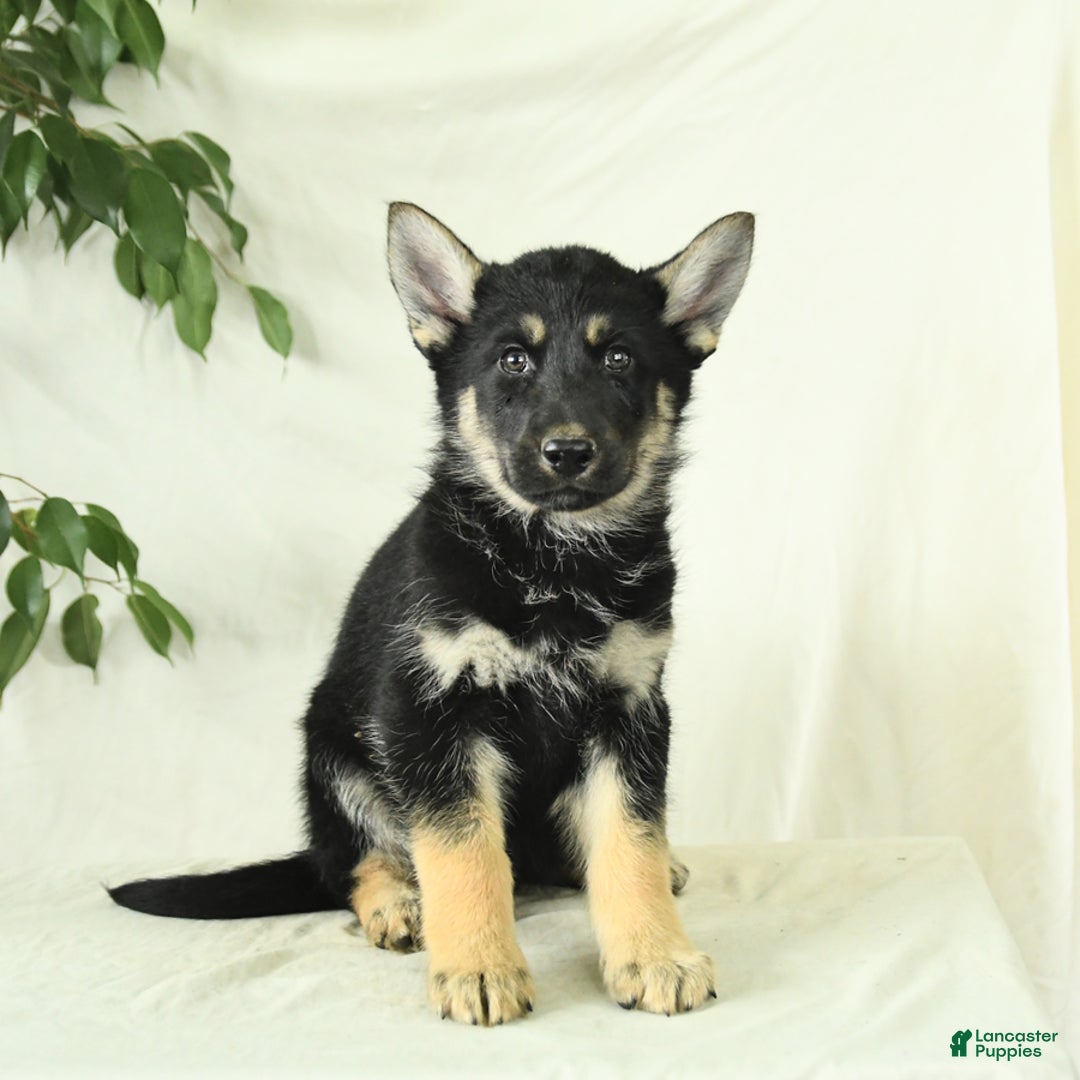 Gerberian Shepsky dogs for sale: Moonlight - Ad 4