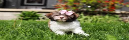Havanese dogs for sale: Honey - Ad 6