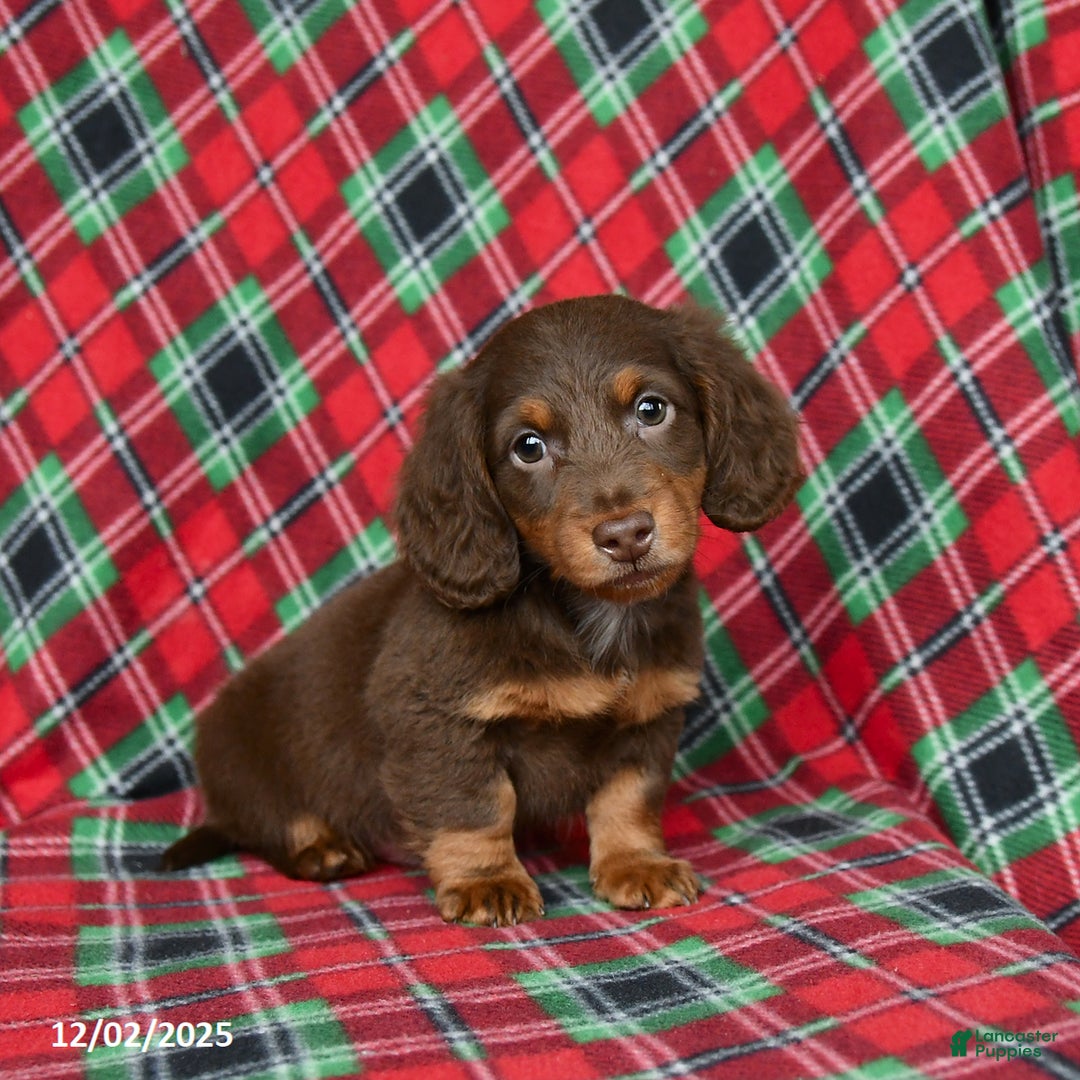 Miniature Dachshund dogs for sale: Indigo - Ad 4