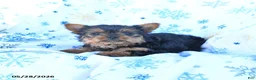 Yorkshire Terrier dogs for sale: Teddy - Ad 2